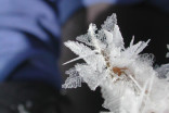 Les fleurs de glace, un magnifique phénomène hivernal