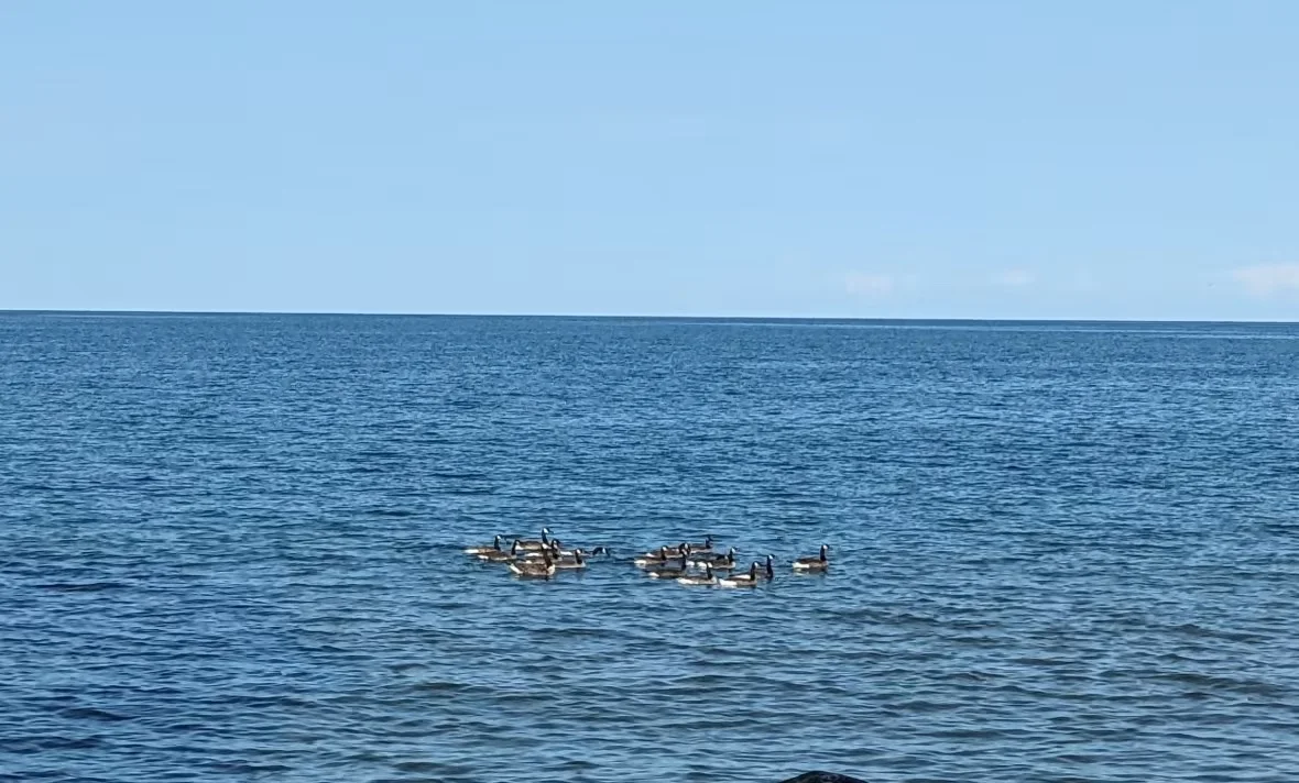 lake-erie-from-pelee-island-2023/Cathy Miller via CBC