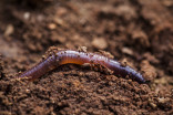 Invasive earthworms in the boreal forest could contribute to climate change 
