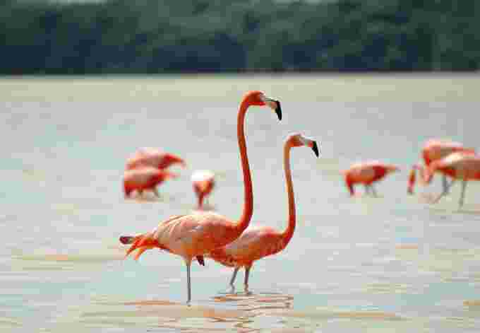 Wikimedia Commons Elelicht Flamingos