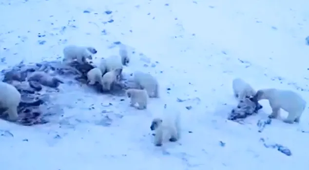 Over 60 polar bears seen hunting for food right by Russian village
