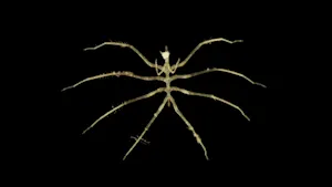 Hundreds of new species found in an underwater "hidden world"