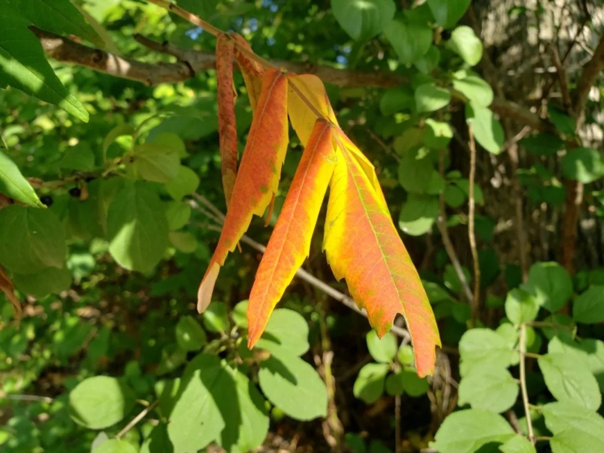 Les feuilles tombent depuis un mois et ce n'est pas une bonne nouvelle