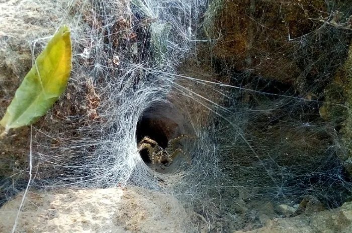 WIKIMEDIA - funnel spider