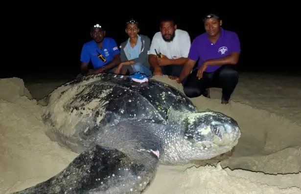 Leatherback sea turtles travel 12,000 km from Canada to Trinidad