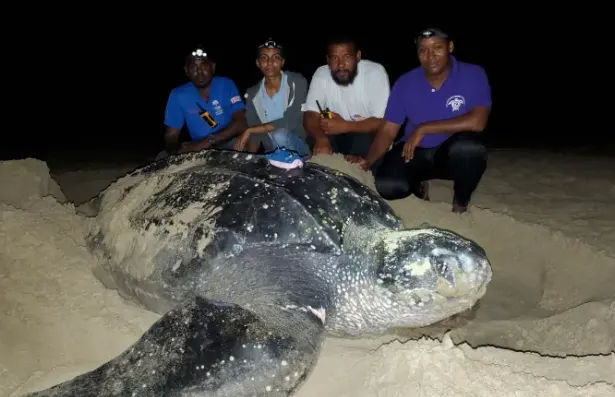 Leatherback sea turtles travel 12,000 km from Canada to Trinidad