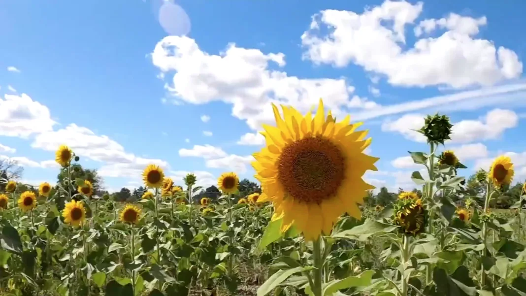 Snap a selfie with one of a million sunflowers in the GTA