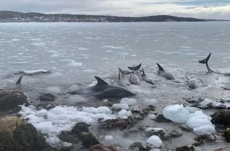CBC - Trapped dolphins NL - Mar13