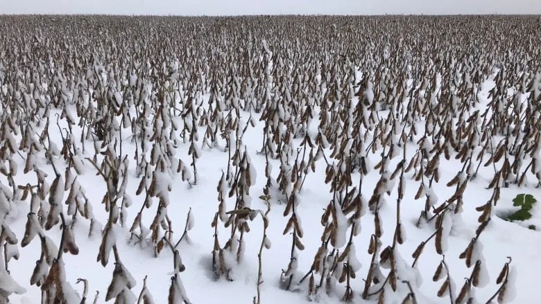 Manitoba: 'Unprecedented' wet fall hurts crops, puts flood fighters into action