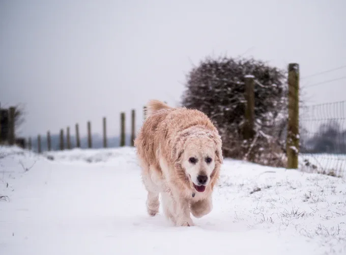  La marche hivernale vous rend heureux