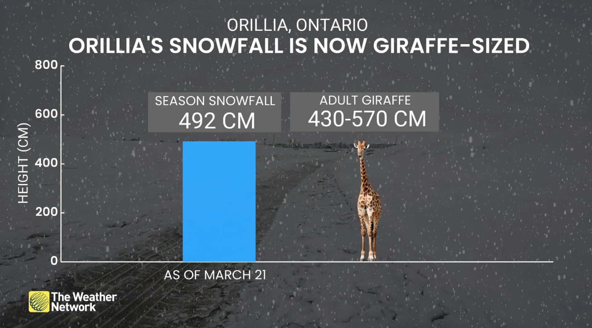 Orillia, Ont. snowfall for 2025-26 winter is now giraffe-sized
