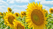 What to take on a day trip to the sunflower fields