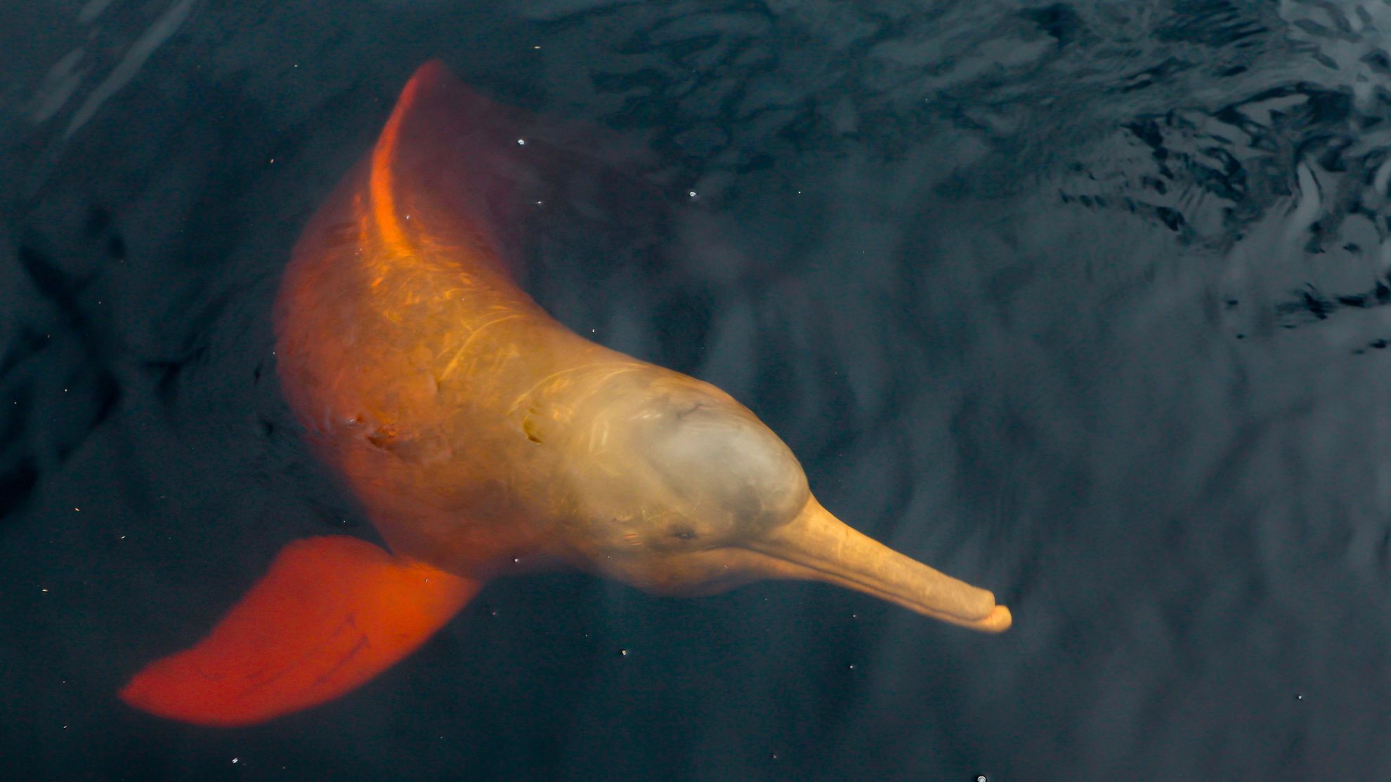 Amazon lakes turned to simmering basins, killing endangered animals