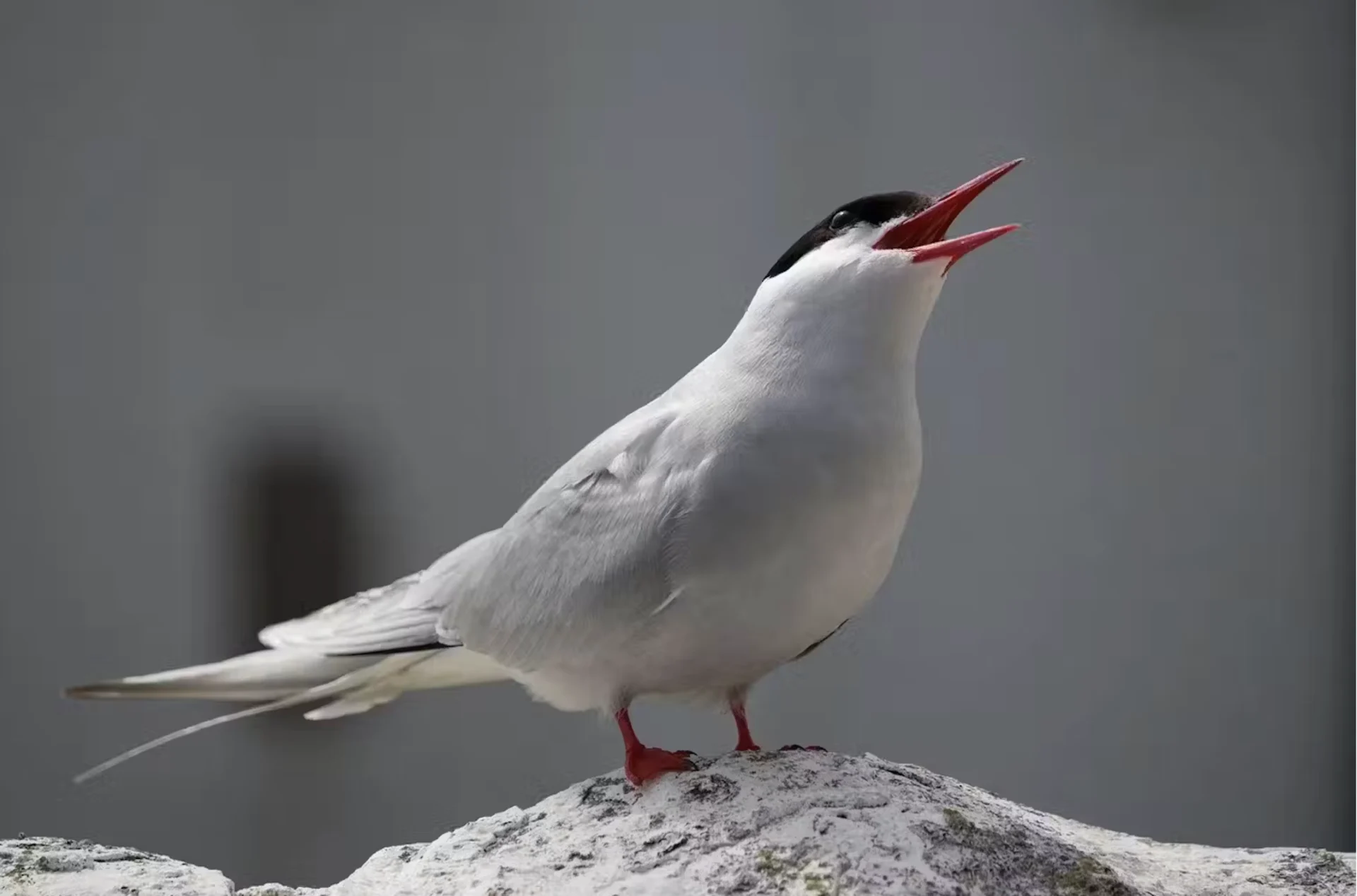 Pixabay/Jon57: Arctic terns make extraordinary migratory journeys across the planet. Link: https://pixabay.com/photos/arctic-tern-bird-tern-arctic-farne-2039372/