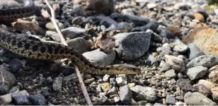 Contrary to popular belief, snakes do exist in this part of Canada