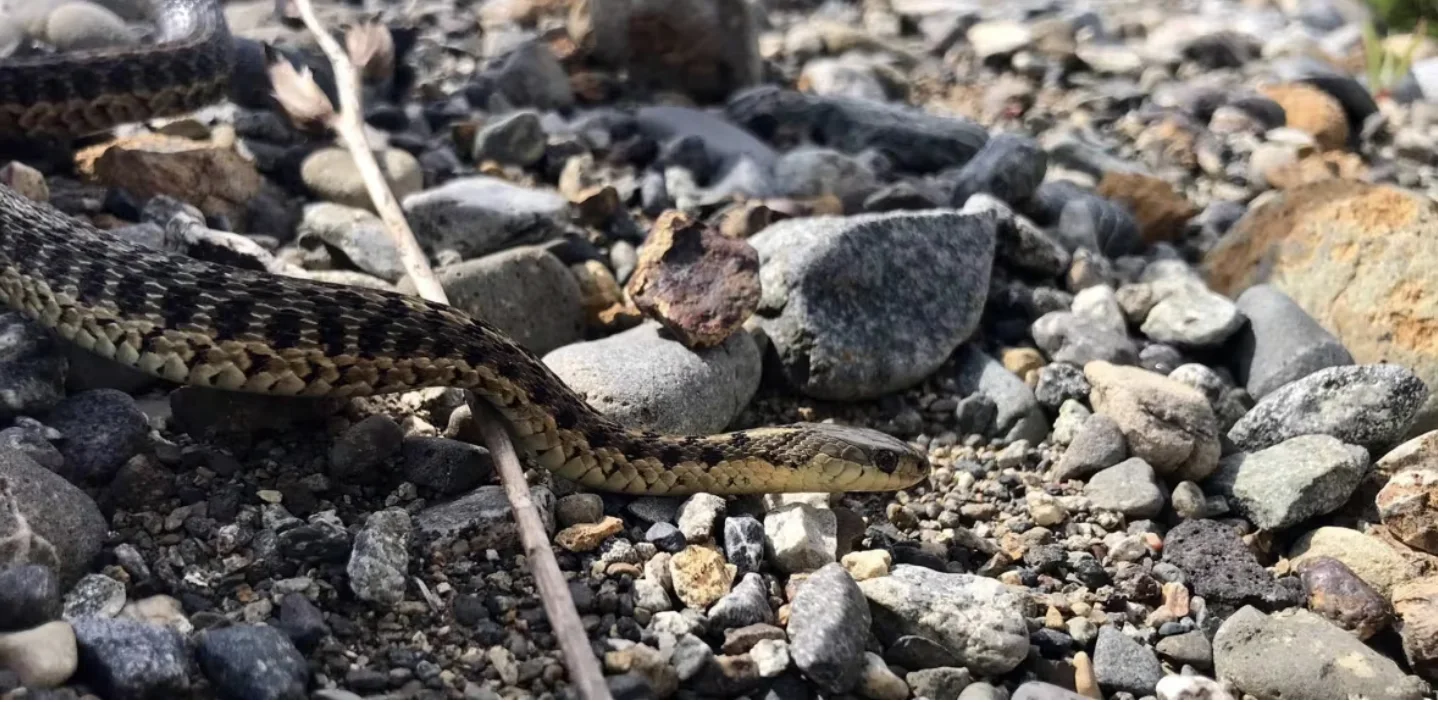CBC: This garter snake was found in Trout River. (Submitted by Julia Riley)