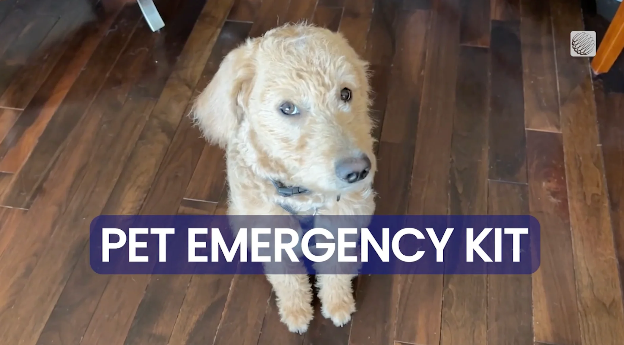 The Weather Network/IR1559: Don't forget about your pets during an emergency