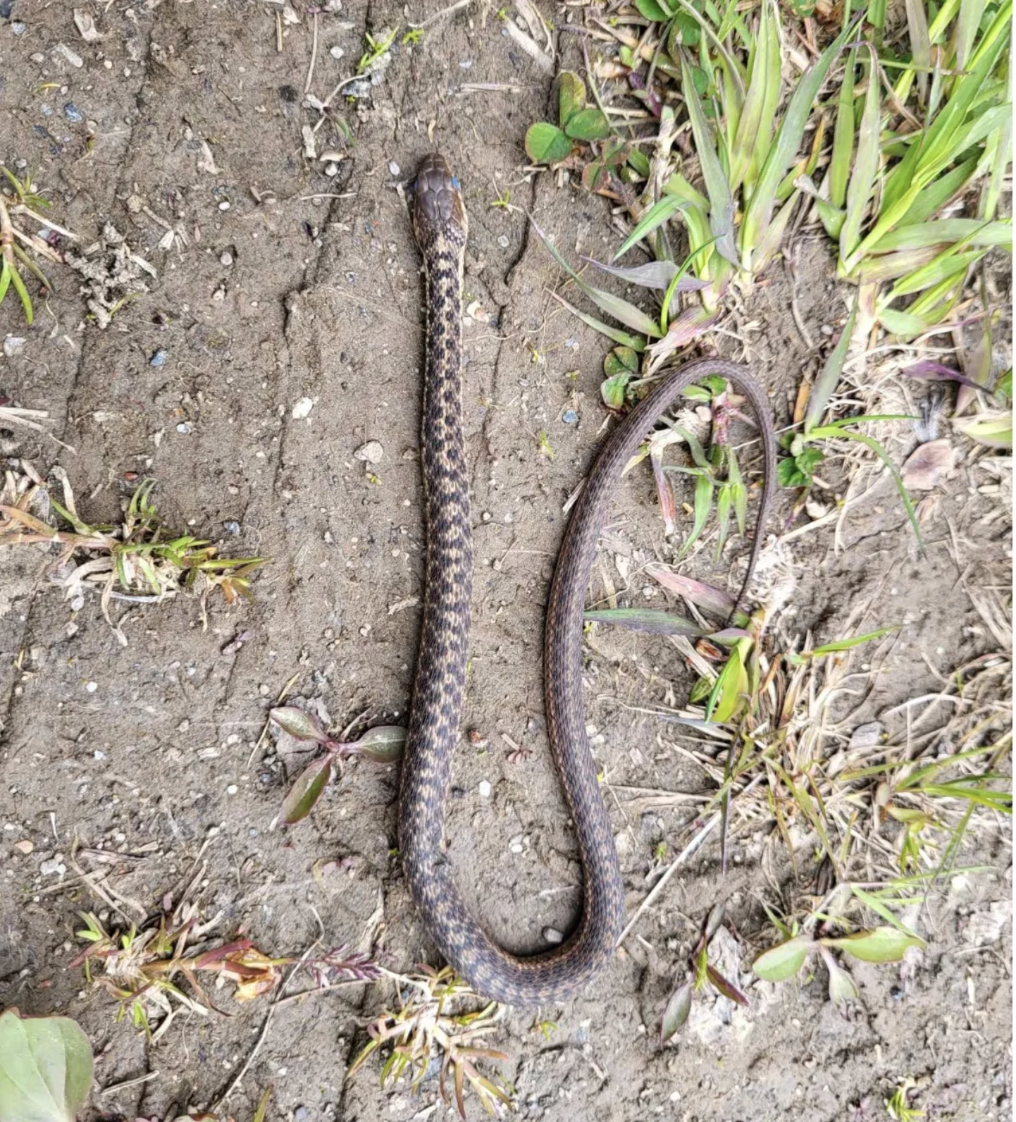 This garter snake was found in the Trout River area. (Submitted by Julia Riley)
