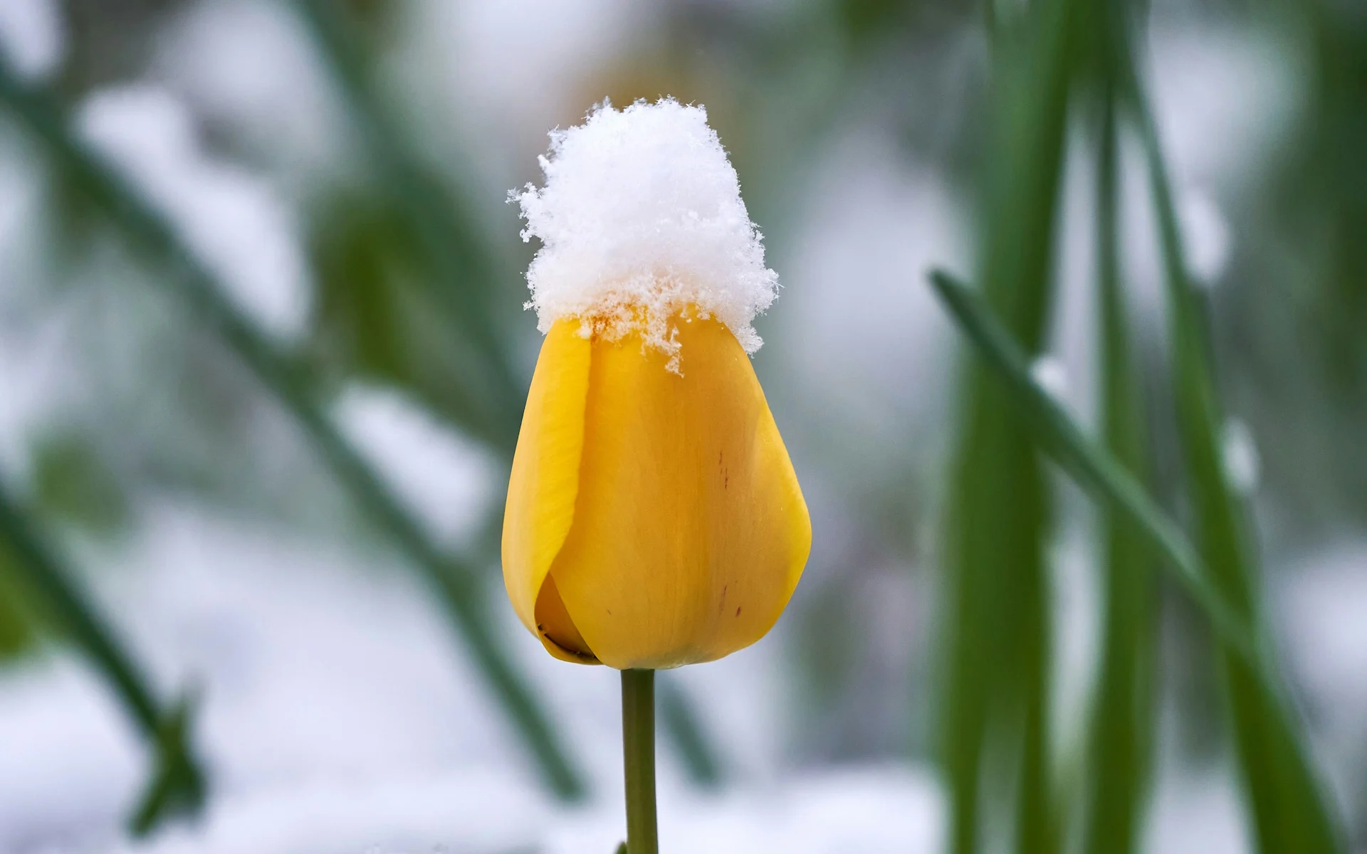 Neige d'avril d'un océan à l'autre cette semaine