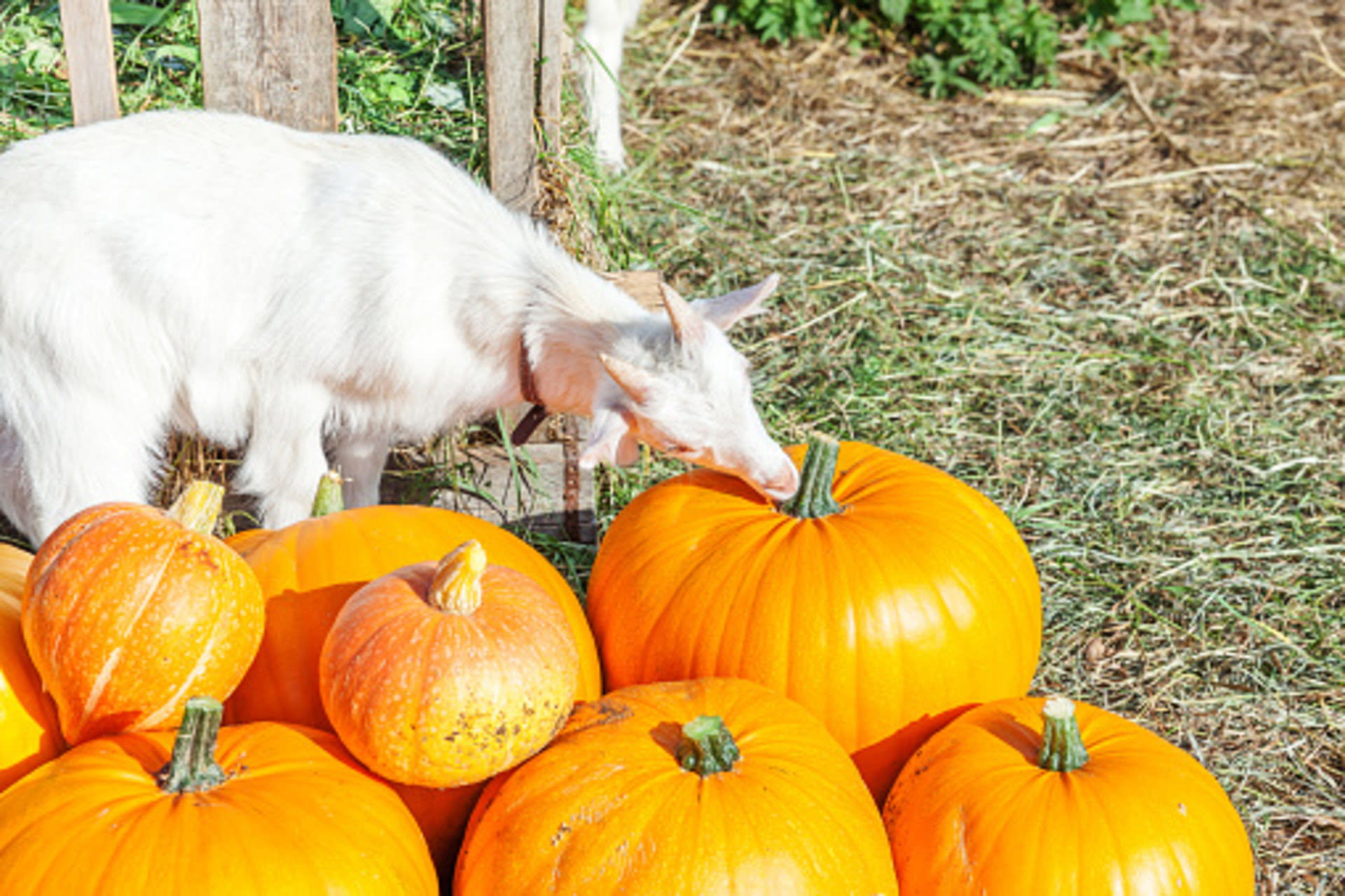 Microclimates Exploring the secret microclimates of fall at a B.C. pumpkin patch ...