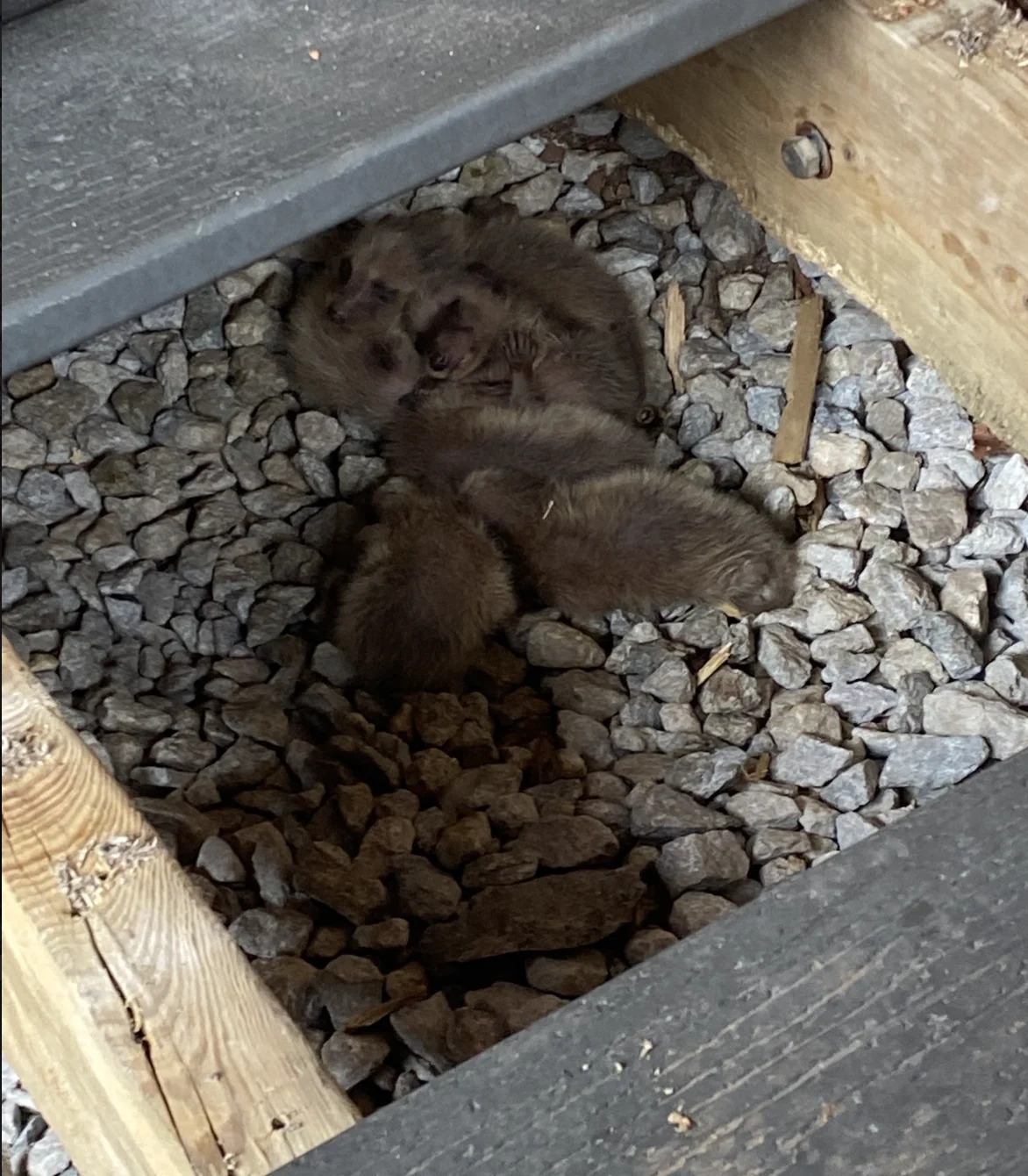 Andrea Bagley: Baby raccoons spotted in home