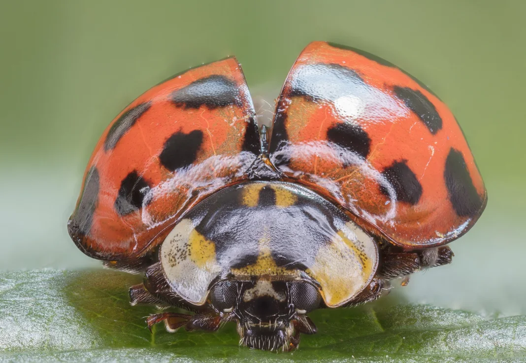 Wikipedia/Creative Commons. Uploader: Diego Delso. (CC BY-SA 4.0) Asian Lady beetle 