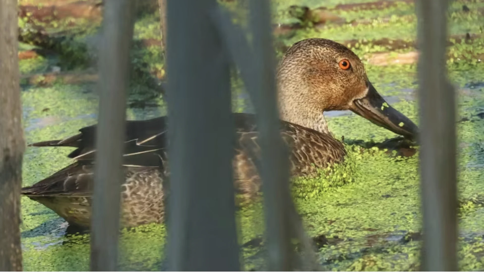 Rare duck in Niagara attracts birders eager to capture the 'mega-rarity'