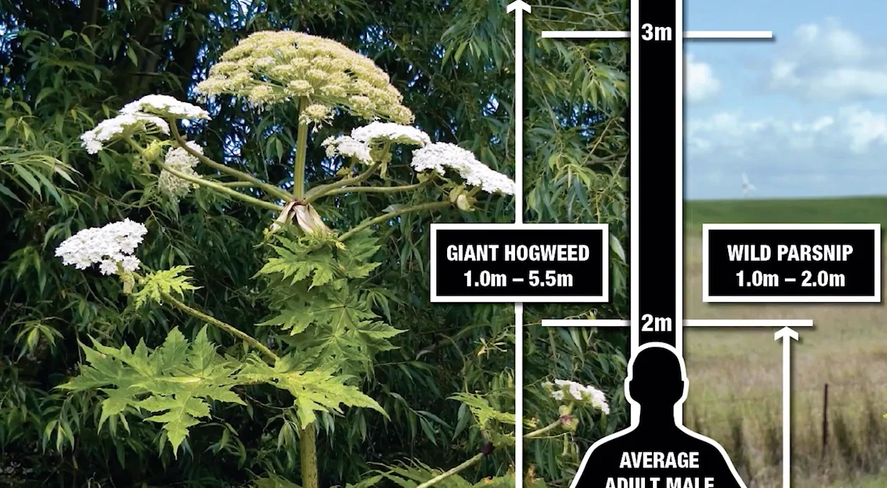 Giant hogweed