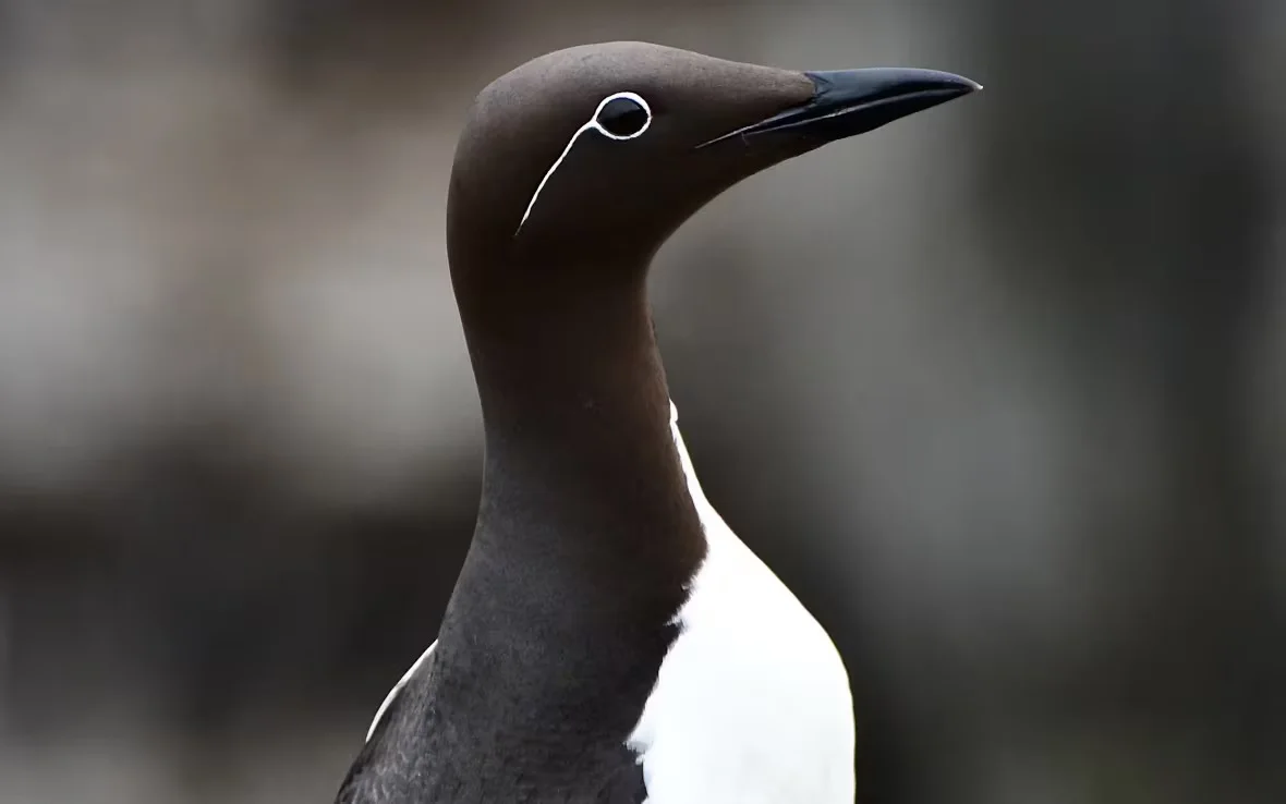 CBC: common murre (Submitted by Paul O'Toole)