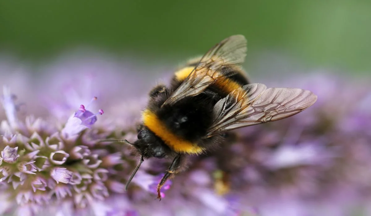 Les abeilles en captivité, porteuses de virus qui déciment les colonies sauvages