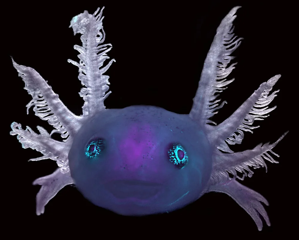 Dr. Marko Pende- Nikon - AxolotlPNG