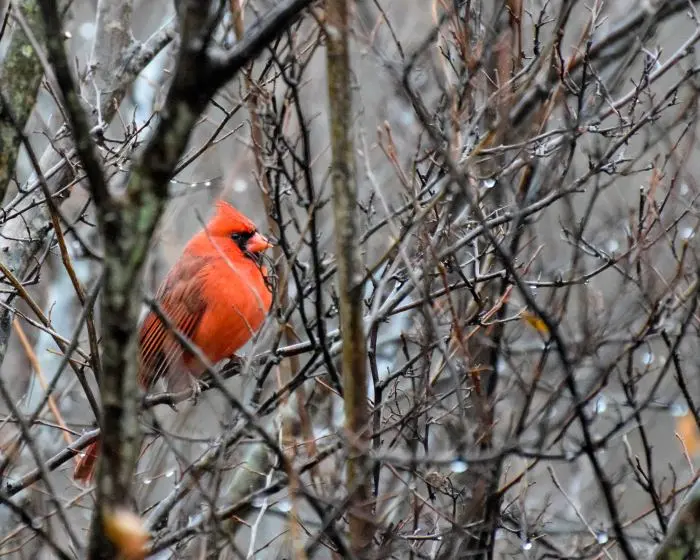 Certains oiseaux profitent des hivers plus doux