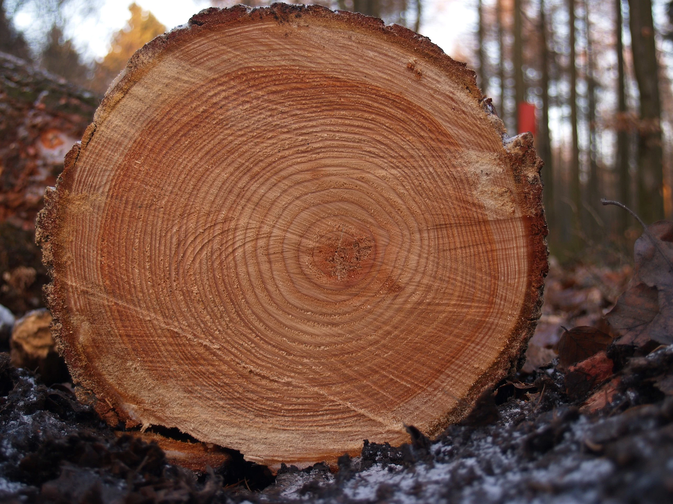 Tree rings wikimedia