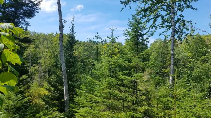 La déforestation recule dans le monde