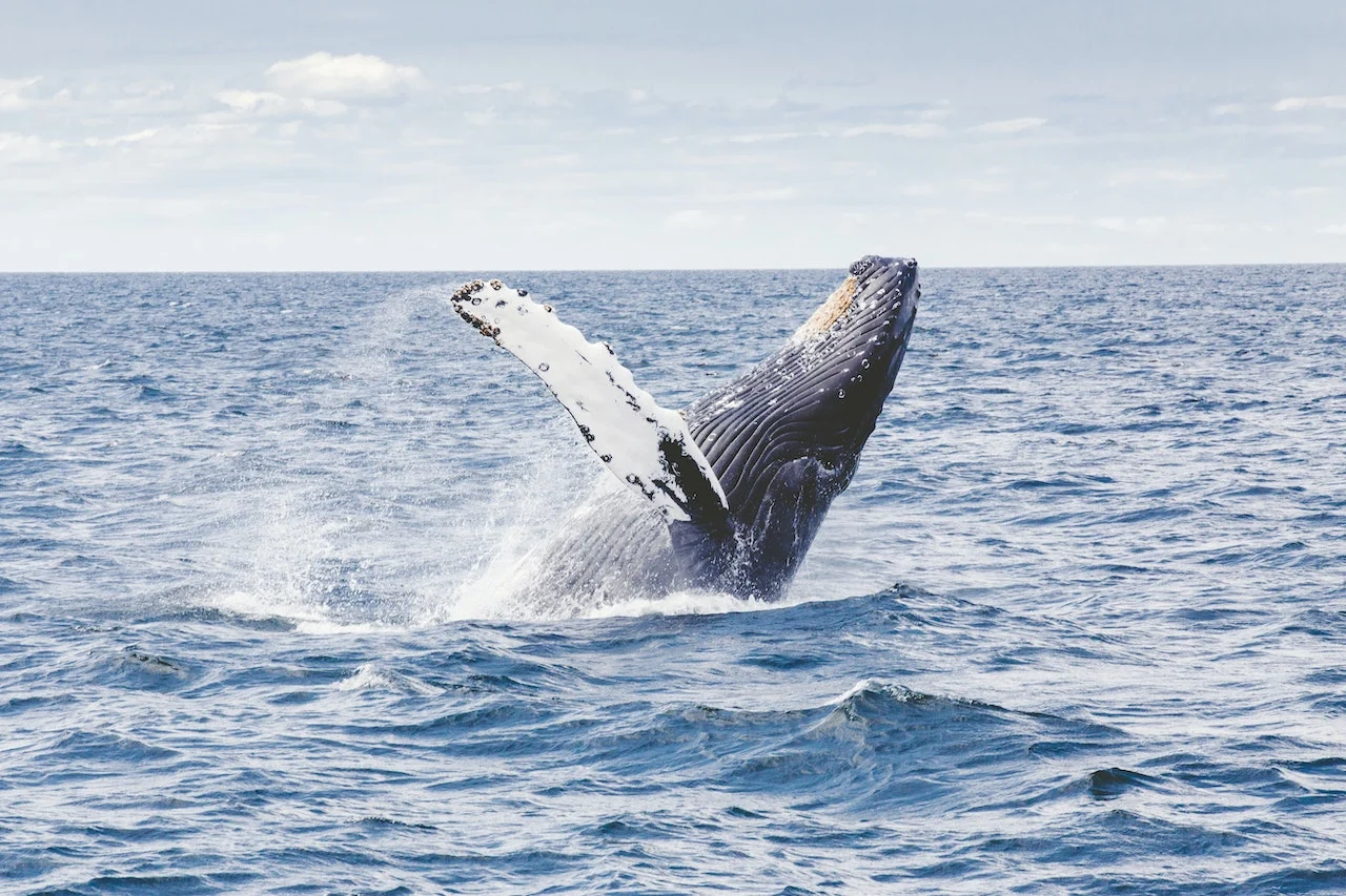 Humpback whale/Thomas Kelley (Unsplash)