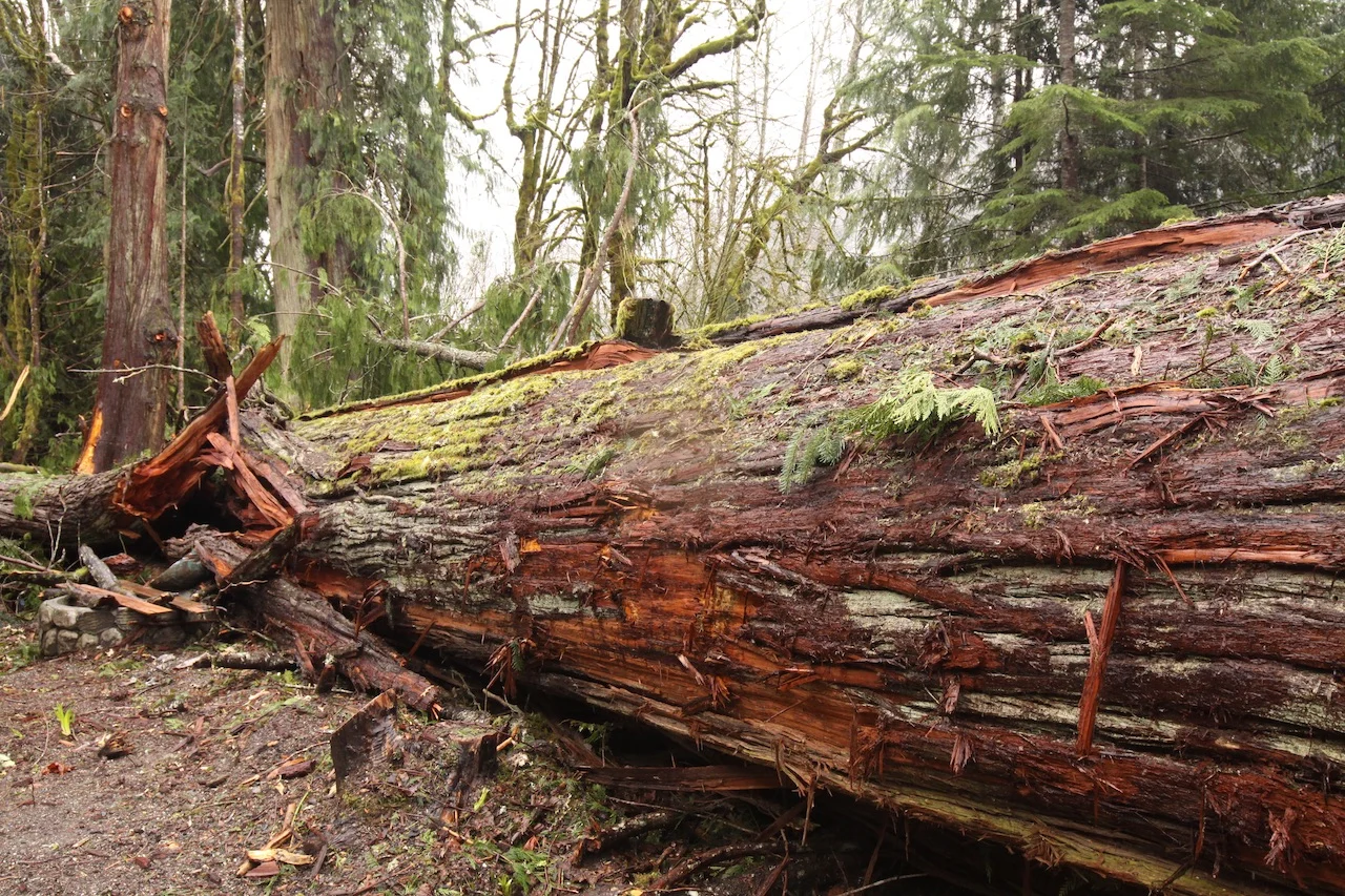 Downed tree/GettyImages-1204081955