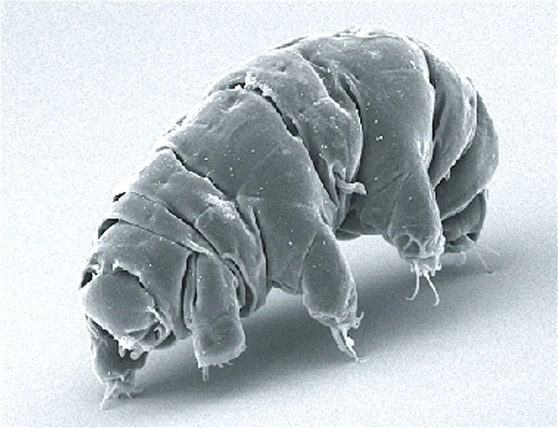 Le tardigrade, cet animal quasi-indestructible 