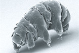 Le tardigrade, cet animal quasi-indestructible 