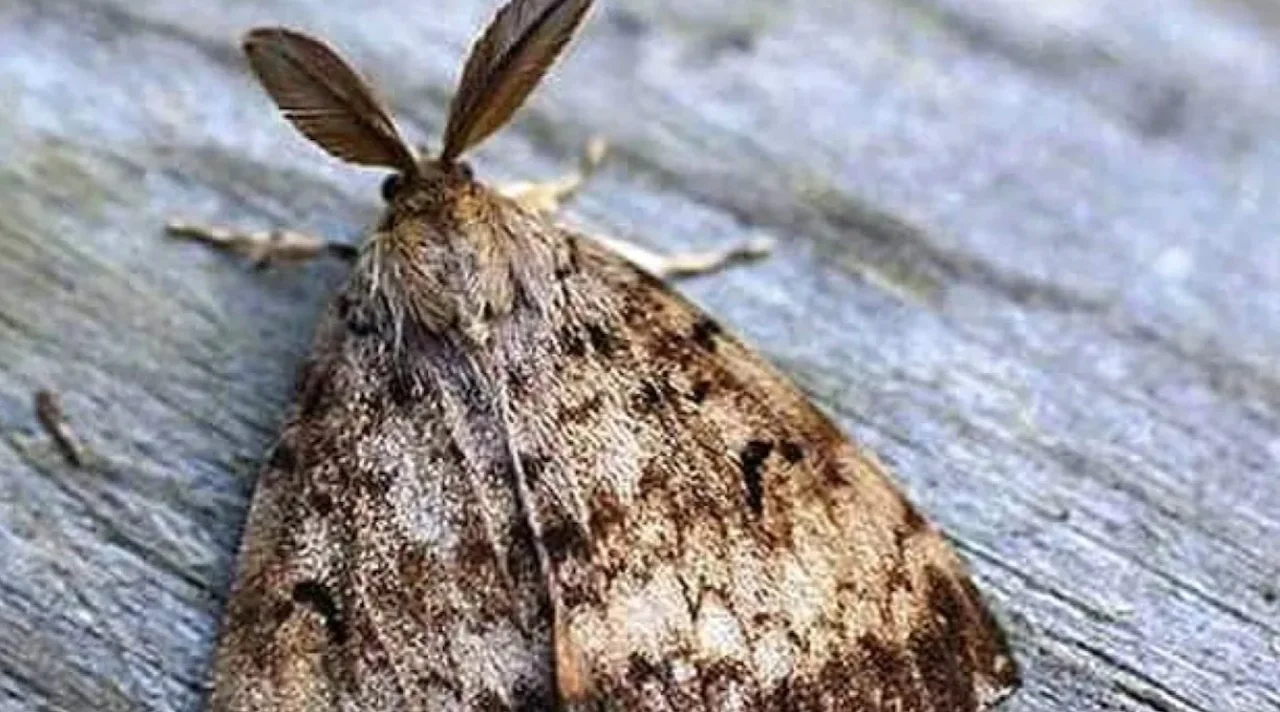 Male gypsy moth/Government of Manitoba