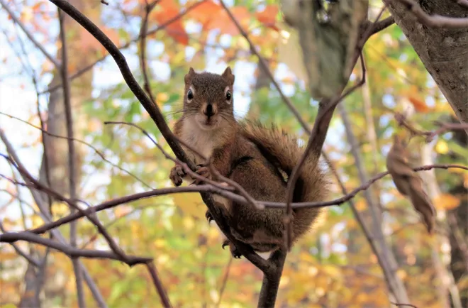 Squirrel/Submitted