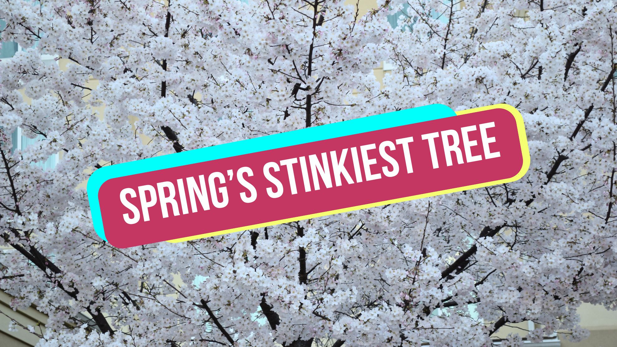 A spring tree banned in parts of US is still sold in Canada - The ...