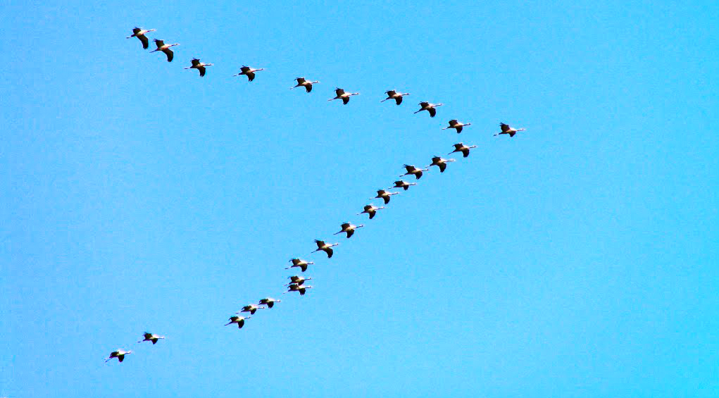 Migrating birds' V-shaped flights have some amazing science behind them