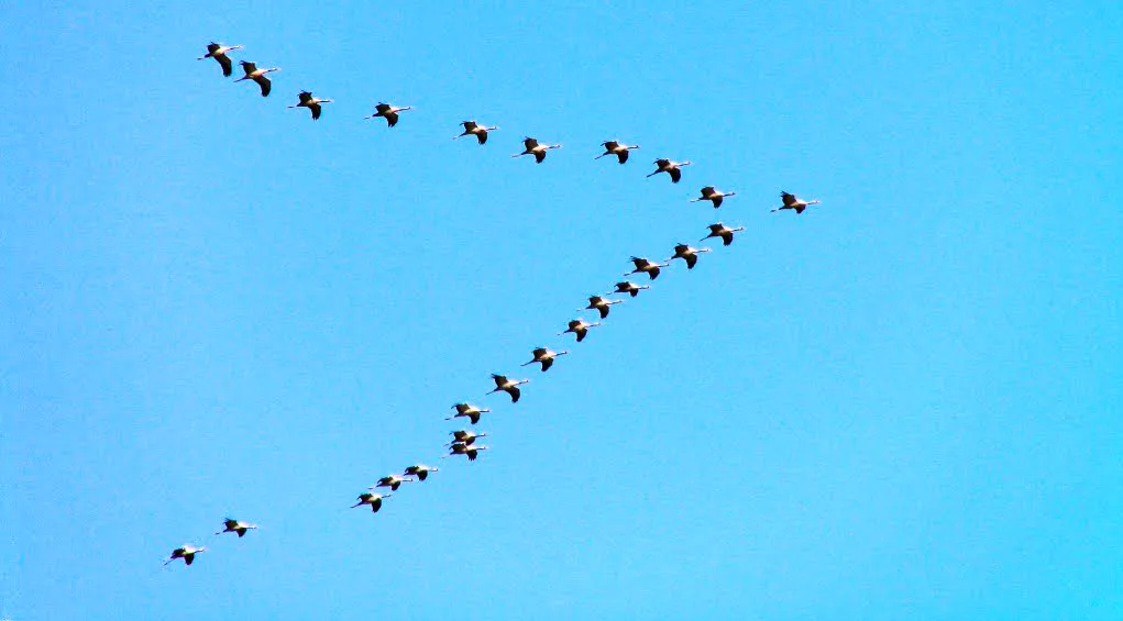 Migrating birds' V-shaped flights have some amazing science behind them