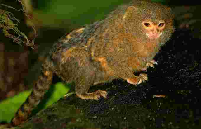 WIKIPEDIA - pygmy marmoset