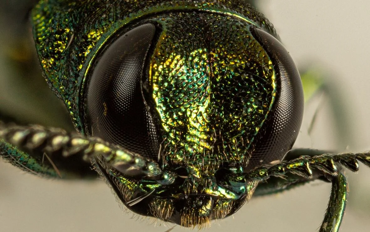 emerald-ash-borer-western-university/Submitted by Brent Sinclair via CBC