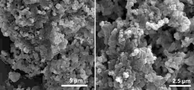 Microscopic images of Rhodovulum sulfidophilum. (Bose Laboratory)  