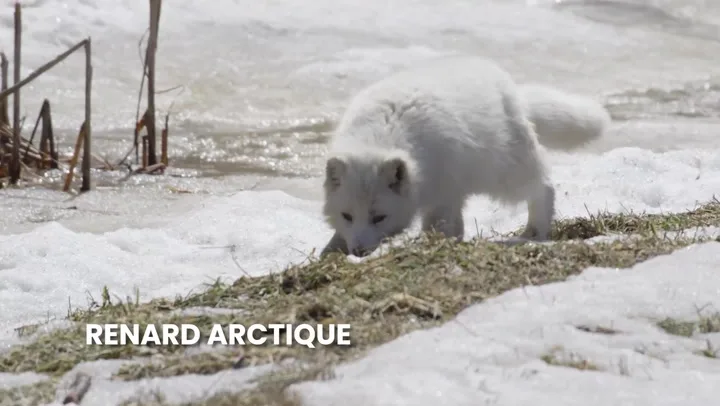 renard arctique