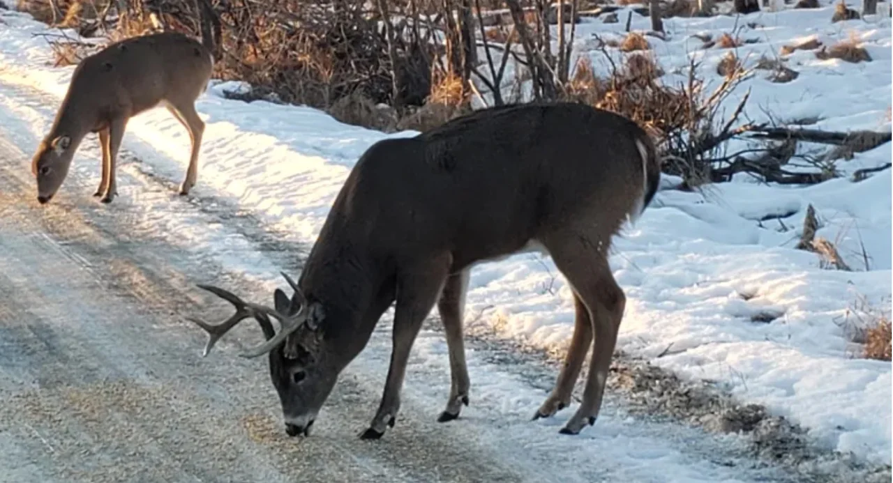 Deer. Gord Ellis/CBC