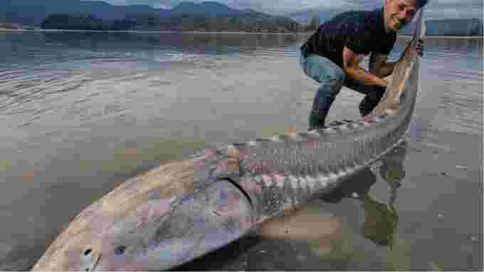 cbc: Braeden Rouse and the sturgeon he reeled in from a kayak in B.C. The fish was released after the catch. (Supplied by Sidney Kozelenko )