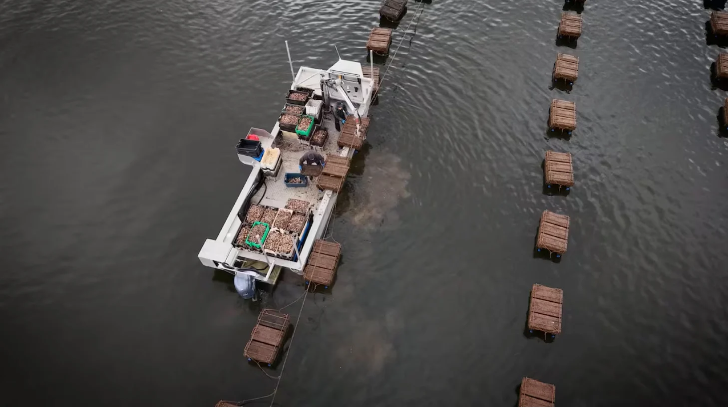 CBC: Oyster growers on the Island are waiting to receive spat from the United States — but even then, it'll be three years before the seed grows into oysters they can harvest. (Aaron Adetuyi/CBC)